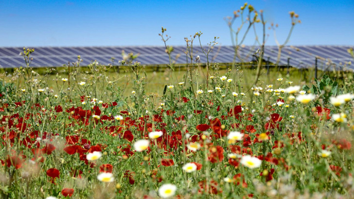 Bau und Betrieb von Solarparks werden auch 2024 weiter mit hohem Tempo vorangetrieben. - © Baywa r.e./Georgia Lovell (UK)
