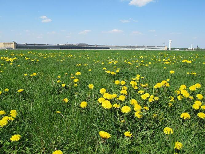 Rund 300 Hektar groß ist das Tempelhofer Feld auf dem ehemaligen Gelände des Flughafens. Etwa genau so groß sind die Flächen, die sich in Berlin für Windenergie eignen und gleichzeitig nur mittleres Konfliktpozenziel aufweisen. Konfliktfrei ist keine. - © Antje Kraschinski/Berlin Online
