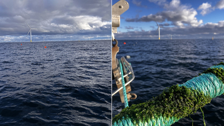 Algenaussaat im Windpark Kriegers Flak.