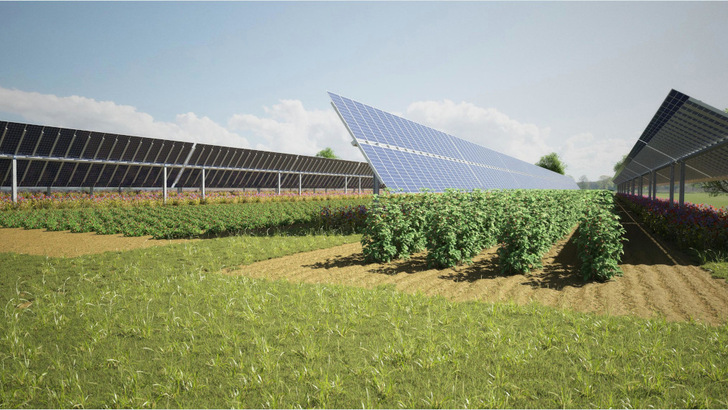 Bei der Ausschreibung konnten sich auch Agri-PV-Anlagen durchsetzen. - © Elysium Solar

