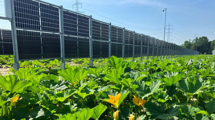 Nur wenn zwischen oder unter den Modulen landwirtschaftliche Nutzung stattfindet, soll eine Anlage zur Agriphotovoltaik werden. - © Next2Sun
