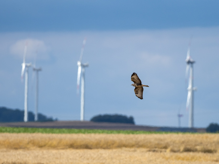 Studien zum Beispiel zum Rotmilan an Windenergieanlagen sollten auf einer Onlineplattform vielen Nutzern verfügbar gemacht werden. - © Manfred Stöber - stock.adobe.com

