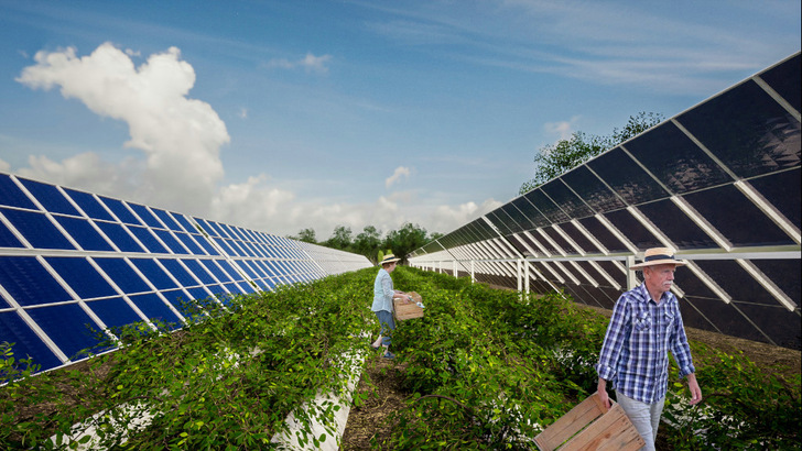  Die Agri-PV wird den Anbau von Feldfrüchten erleichtern und den Bewässerungsbedarf verringern.