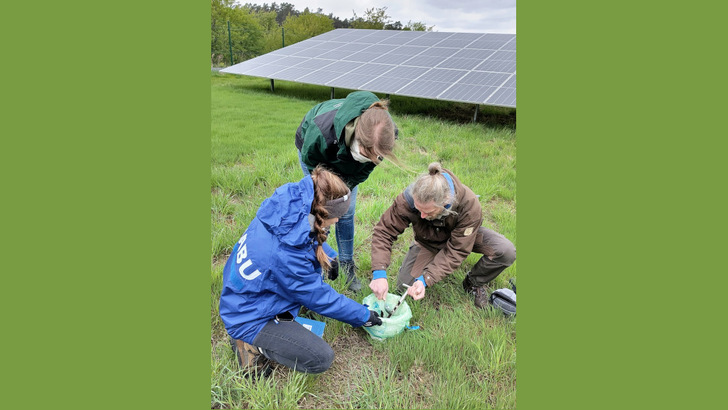 Der erste Schritt ist die Bestandsaufnahme. Hier haben Mitglieder:innen des NABU und Mitarbeiter:innen von Naturstrom Bodenproben im Solarpark Nochten entnommen.