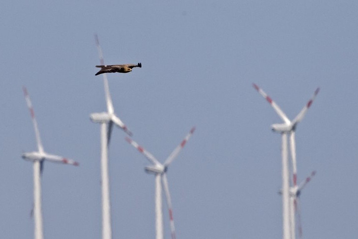 Schreiadler vor einem Windpark