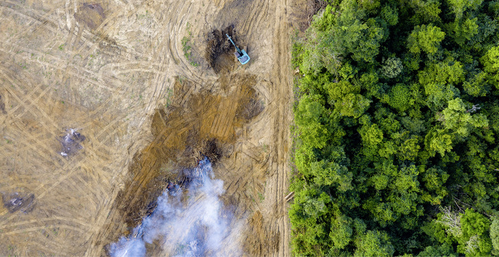 Abholzung des CO2-Speichers Regenwald für Palmöl, das in zahlreichen Lebensmitteln unseres Alltags enthalten ist.