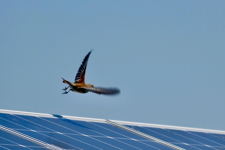 Die Photovoltaikbranche geht von einem weiteren Höhenflug im kommenden Jahr aus. Es sei denn, es kommen weitere Hürden dazu. Schneller ginge es nämlich eher mit weniger Hindernissen.