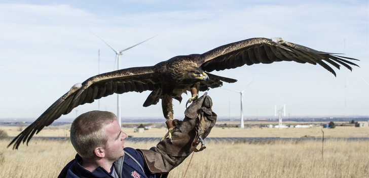 Februar 2016: Trainer Andrew Hopkins von der Universität Auburn hält den 16-jährigen Königsadler für einen Testflug am Nationalen Windkrafttechnikzentrum NWTC. Er unterstützt ein Entwicklungsprojekt des US-Energieministeriums für Radare und optische Systeme zur Vermeidung von Vogelschlag.