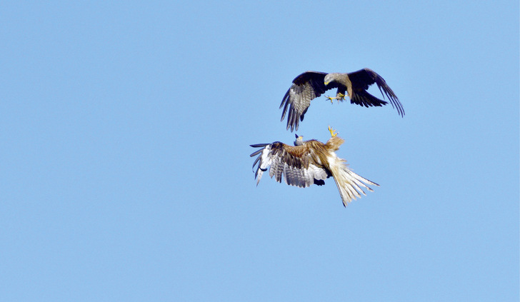 Schwarzmilan attackiert Rotmilan, auch das kommt vor.