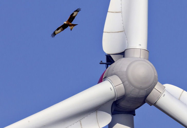 Beim Rotmilan bleiben die Regelungen vorerst schwierig für die Windbranche.
