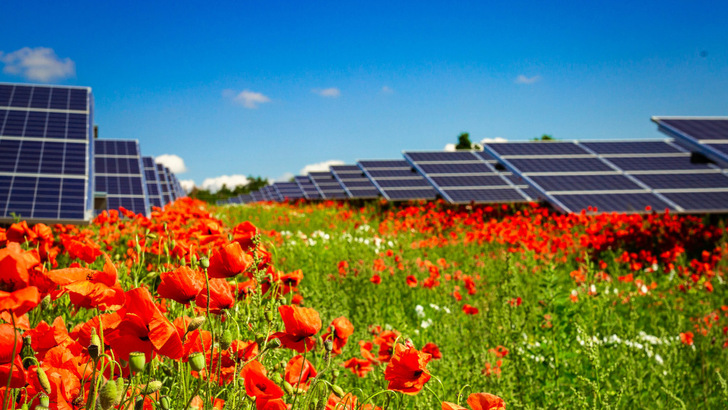 In den neuen Solarparks sollen jede Menge Pflanzen und Tiere ein Zuhause finden.
