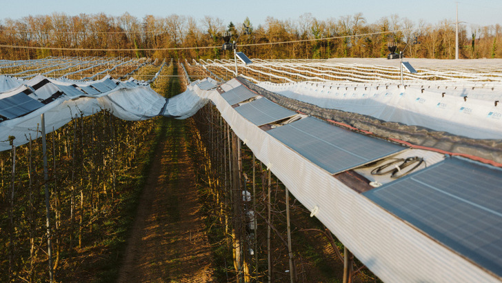 Die leichten Module werden direkt auf die Konstruktion montiert, die eigentlich für die Hagelschutznetze und Schutzfolien gebaut wurden. - © Lars Maurer/Fraunhofer ISE Die leichten Module werden direkt auf die Konstruktion montiert, die eigentlich für die Hagelschutznetze und Schutzfolien gebaut wurden.