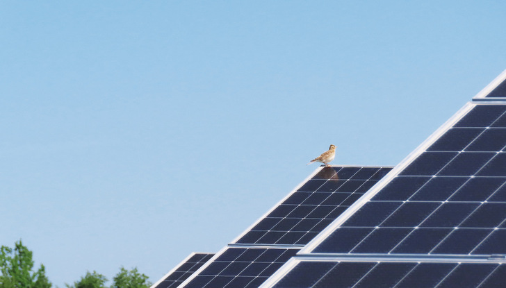 Neben der Feldlerche (hier zu sehen) nutzen weitere gefährdete Arten wie Steinschmätzer, Wachtel, Schwarz- und Braunkehlchen sowie verschiedene Eidechsenarten den Solarpark als Nahrungshabitat.