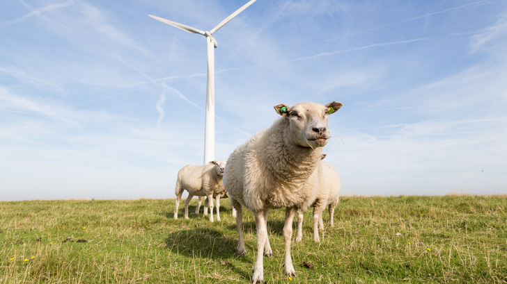 Die Windwert bringt Windwirtschaft, Finanzierung, Politik, Verwaltung und Kommunen in Schleswig-Holstein zusammen.