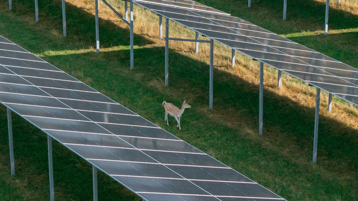 Die Wildtiere nehmen den Schutz der Module dankend an.
