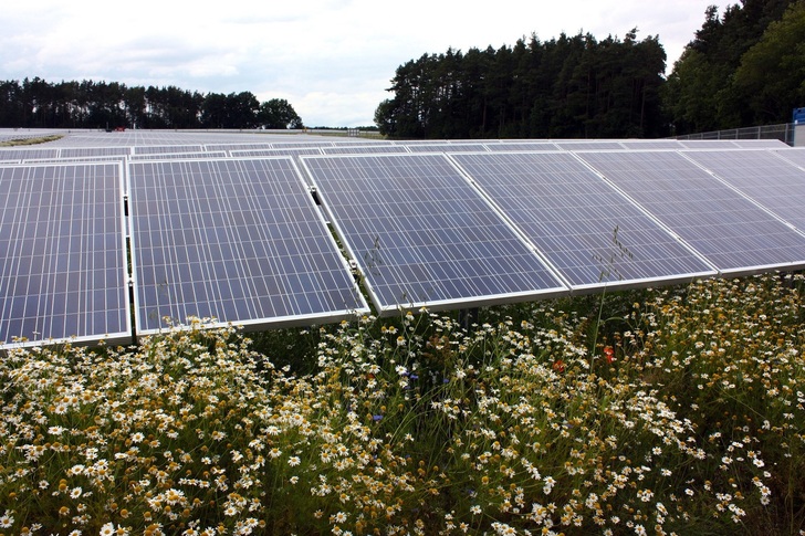 Biodiversität durch Nachwachsende Rohstoffe hilft auch Insekten.