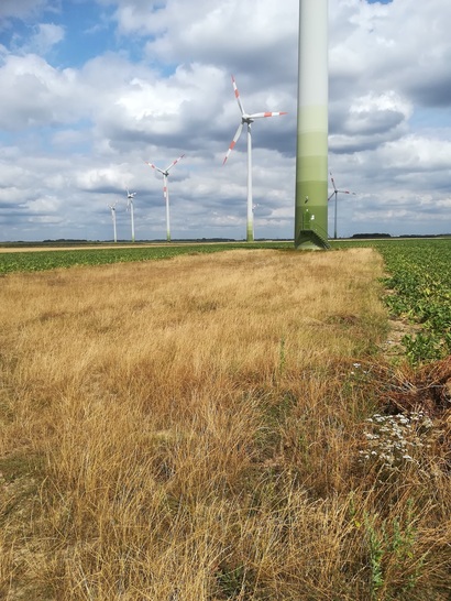 Der 25-Megawatt-Altwindpark im Kreis Heinsberg, mit dem die Enova-Beteiligungsgesellschaft in das Ü-20-Geschäft einsteigt.  - © ENOVA