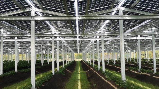 Die Module lassen 75 Prozent des Sonnenlichts zu den Pflanzen durch.