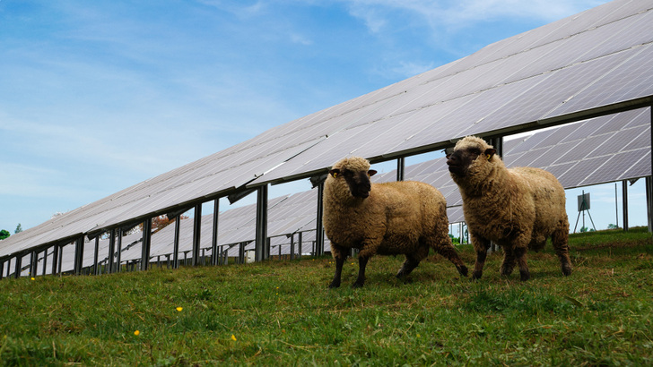 Die Solarenergie soll noch nachhaltiger werden – nicht nur bei der Stromerzeugung, sondern auch bei der Produktion der Komponenten und der Installation der Anlagen. - © Photovoltaic Austria