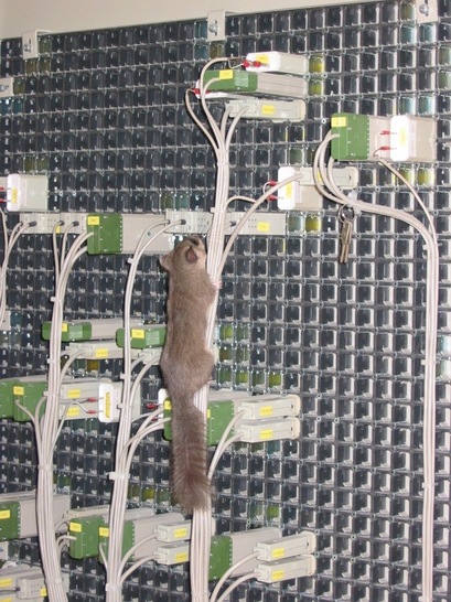 Häufig sind Tiere, die an Kabeln nagen, die Verursacher von Stromausfällen.