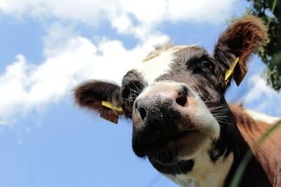 Kuh | Ihre Artgenossen in Nordirland werden künftig nicht mehr die energetisch wertvollen Gemüsereste verfrühstücken, die sie derzeit noch vom Gemüseproduzenten Gilfresh Produce in Loughgall erhielten. Der Hersteller von Lebensmitteln aus Wurzelgemüsen, Salat und Kohl füllt die tausenden Tonnen Abfälle und das Gemüse-Waschwasser künftig in eine moderne Biogasanlage. - © Foto: uschi dreiucker / pixelio.de