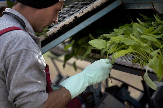 Die Durchwachsene Silphie gilt als Hoffnung, weil sie den Boden weniger auslaugt als Maismonokulur.