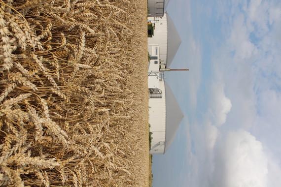 A slippery slope | The German Biogas Association expects just 8 MW to be added to German biogas production capacity next year, a far cry from the 600 MW installed in 2011. - © Photo: Florian Gerlach/pixelio.de