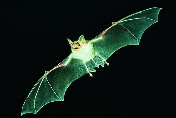 Fliegendes Mausohr | Ob Fledermäuse von Windenergieanlagen bedroht sind oder nicht, darüber streiten die Experten. Oft muss aber ihretwegen ein Projekt umgeplant werden.