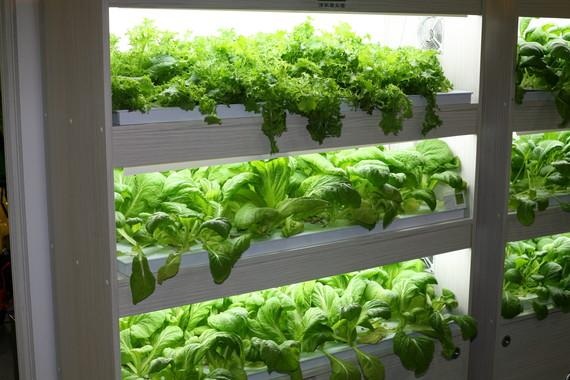 Urban Gardening nach Vorstellung einer Taiwaner Firma auf der Messe TiGiS in Taipeh.