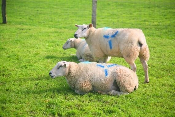 Mit Locken und Farbanstrich der Messe...