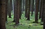 Wald | Der Wald ist als Lieferant von Biomasse für die Hackschnitzel-Produktion nur bedingt geeignet. - © Foto: constanze wilking &nbsp;/ pixelio.de