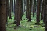 Wald | Der Wald ist als Lieferant von Biomasse für die Hackschnitzel-Produktion nur bedingt geeignet.
