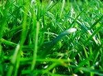 Gras | Durch ein neuartiges Verfahren kann auch Gras zu Pellets und Briketts verarbeitet werden.