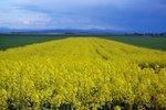Rapsfeld | The unused parts of a rapeseed harvest can be used as biomass, for instance as a press cake.