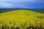 Rapsfeld | The unused parts of a rapeseed harvest can be used as biomass, for instance as a press cake. - © RediSu/pixelio.de