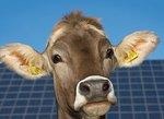 Kuh von PV Anlage | Ob ihr Stall wirklich für eine Photovoltaikanlage geeignet ist? Der Allgäuer Bauer kann es jetzt im neuen Solaratlas nachprüfen. - © Foto: Siemens AG München/Berlin