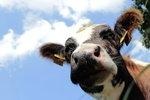 Milch | Deutschlands Kühe produzieren jährlich 30 Millionen Liter Milch. Die Reinigung der anfallenden Abwässer könnte der Stromproduktion dienen.