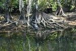 Alligator in the Everglades | In the future, German Pellets will cover seasonal fluctuations in the availability of wood raw material from European sawmills with shipments from the US, where there is plenty of dead and fresh wood even without national parks like the Everglades in Florida, which are out of bounds.