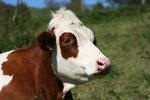 _Sander Biogas | Absenkung der Vergütung von Biogas? Sander stößt nur vorgeblich ins Leere und hat sein eigentliches Ziel erreicht: die Diskussion zu befeuern.