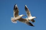 Möwe | Windräder können eine Gefahr für Vögel sein