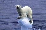 Climate change roars on.&nbsp;One effect is that the polar ice caps are melting.