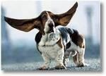 Der Besitzer des Bassets, Phil Jeffries aus Southwick in England, erzählt, dass er die Ohren seines Hundes für 47.800 $ versichert hat. Tiere können den Infraschall hören, für Menschen ist der niedrigfrequente Ton nicht hörbar. - © dogforfun-blog.de