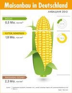 _FNR_Mais | Kolbenanteile: 22 Prozent für Biogas, 78 Prozent für Tierfutter. Ergebnis der Auswertung statistischen Materials durch die Fachagentur Nachwachsende Rohstoffe. - © Grafik: FNR