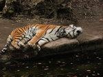 _bundesrat handzahm | Dieser Tiger schläft nur, doch bleibt er ein echter Tiger. Der Bundesrat machte sich heute beim EEG2012 zum Papiertiger. - © Foto: Jenny Barth/pixelio.de