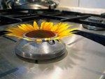 Biogasversorgung bald auch in jedem Haushalt?