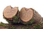 _biowärme_eewärmeg | Schlappe Nachfrage: Bioenergie setzt im Wärmebereich beim Endverbraucher derzeit Moos an. Das Erneuerbare-Energien-Wärmegesetz (EEWärmeG) muss nachgebessert werden.