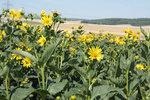 _fnr_maisalternative_silphie | Neuer Stern am Horizont für die Gewinnung von Biogas? Die Durchwachsene Silphie könnte eine Alternative zum Mais sein. Die Trockenmasse- und Methanerträge sind vergleichbar. - © Foto: FNR