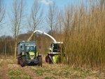 _branchenumfrage_bio_3_kurzumtrieb | Bleibt auch 2012 ein seltenes Bild: Gehölzmähhäcksler bei der Ernte einer Kurzumtriebsplantage.