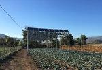 Agrophotovoltaik Chile | Die Solarmodule sorgen nicht nur für zuverlässige und preiswerte Stromlieferung, sondern auch für Verschattung. - © Fraunhofer ISE