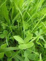 biogas aus luzerne und kleegras | Vom EEG nicht ausreichend gewürdigt: Kleegras und Luzerne für die Biogasproduktion.